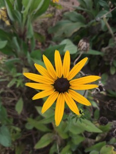 黄色黑心菊绽放于绿叶间