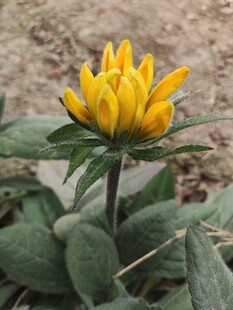 黄色绽放花朵特写