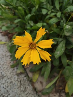 黄色小花绽放于绿叶间