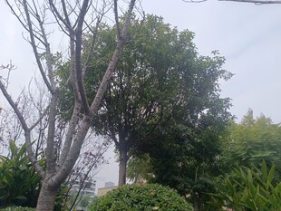 枯树与绿树相伴的景致