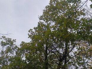 枝叶繁茂的绿树