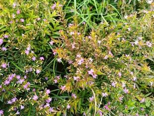 草丛中的紫色小花