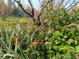 秋日园林植物景观