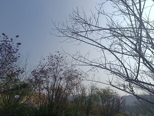 冬日萧瑟树林景象