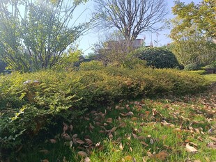 秋日户外绿植景观