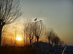 夕阳下路旁光秃树木景观