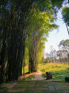 竹林小径 自然清幽之景