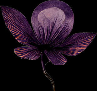 紫色梦幻花朵插画