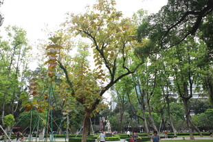 秋日公园绿树成荫景致