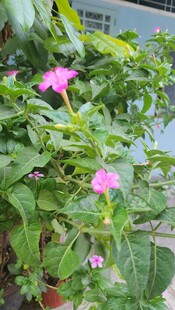 绿叶间绽放的娇艳牵牛花