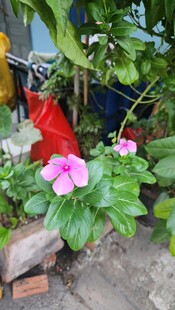 墙边绽放的娇艳粉色花朵