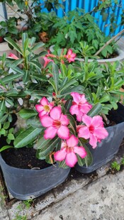 盆栽粉色花朵绽放