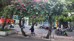 街道繁花下的静谧场景