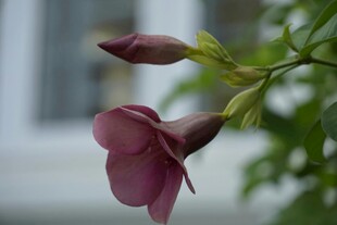 娇艳紫花含苞待放