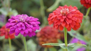 多彩百日菊绽放