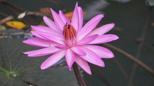 娇艳粉色睡莲绽放