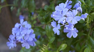 蓝花绽放 清新自然花卉