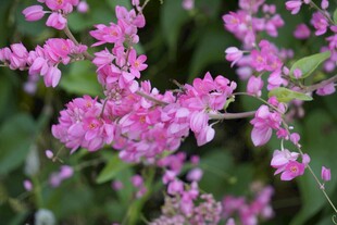 娇艳粉色花卉绽放