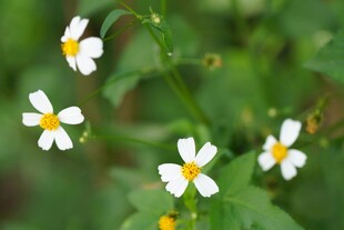 清新小白花绽放绿意间