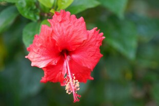 娇艳红扶桑花特写