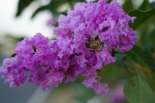 紫色紫薇花绽放