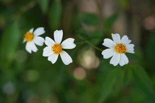 三朵小白花绽放绿意间
