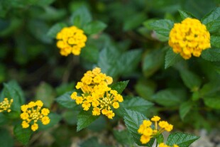 黄色小花绽放绿叶间