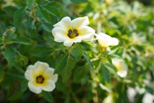 清新白色小花绽放绿叶间