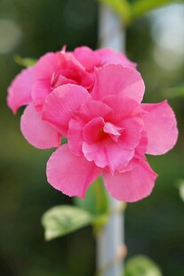 娇艳粉色花卉特写