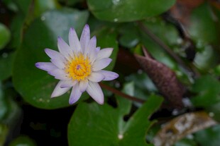 美丽白色睡莲绽放