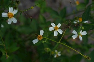 白色小花绽放于绿叶间