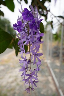 垂挂紫花 尽显自然之美