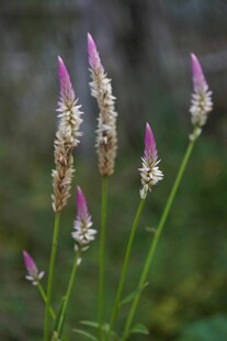 紫色穗状小花绽放