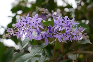 紫色美丽花卉特写