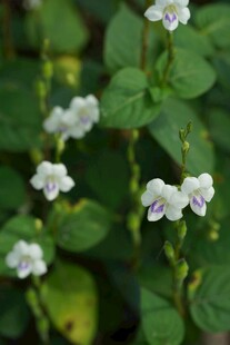 白色小花绿叶植物特写