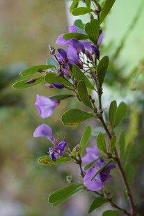 紫色小花绽放枝头