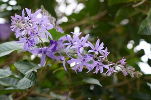 紫色优雅花卉特写
