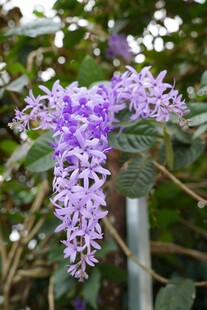 紫色垂吊花卉特写