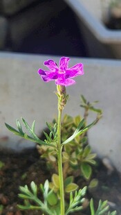 娇艳紫色小花特写