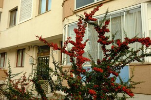 楼前绽放的鲜艳红色花卉