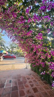 繁花簇拥的浪漫小道