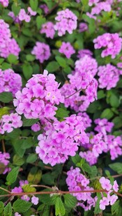 盛开的粉紫色绣球花