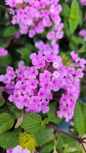 娇艳紫色小花绽放