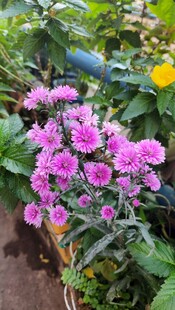 娇艳紫花绽放于绿植间