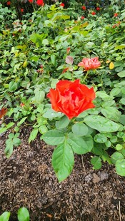 娇艳红玫瑰绽放于绿叶间