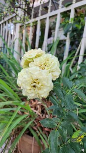 盆栽白色花卉清新景象