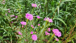 粉色小花绽放于绿叶间