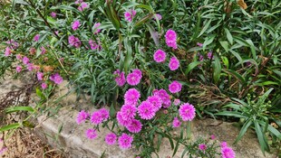 绽放的粉色小花