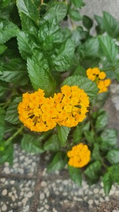 黄色小花绽放绿叶间