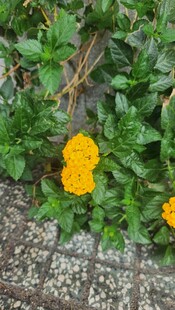 石缝间绽放的黄色小花